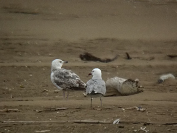 Gavina corsa (Larus audouinii)