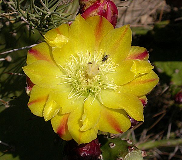 Figuera de moro (Opuntia maxima)