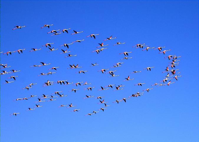 Estol de flamencs