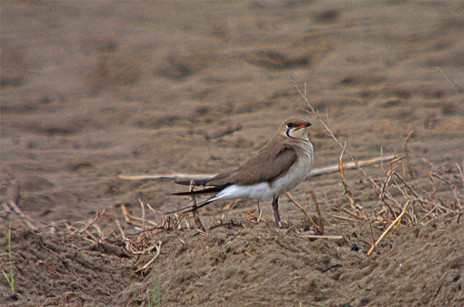 Perdiu de mar (Glareola pratincola)