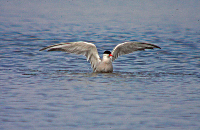 Xatrac comú ( Sterna hirundo ) 1de2