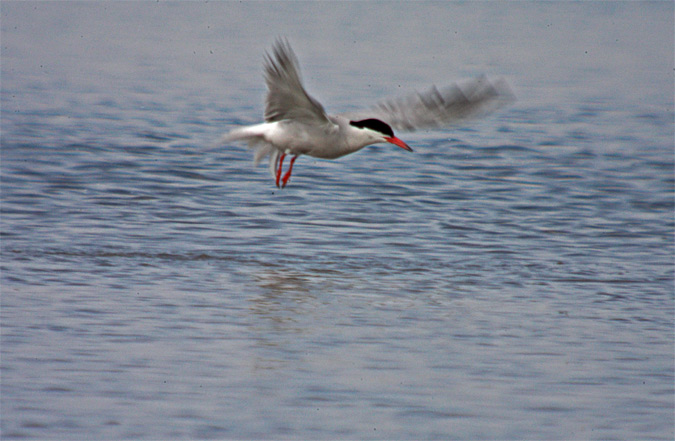 Xatrac comú ( Sterna hirundo ) 2de2