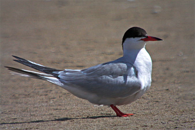 Xatrac comú ( Sterna hirundo )