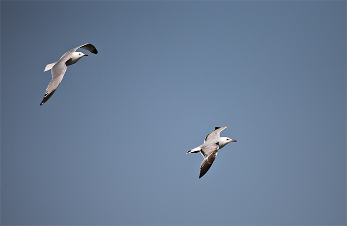 Gavina corsa (Larus audouinii)