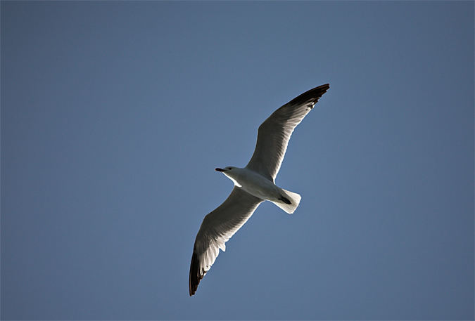 Gavina corsa (Larus audouinii)