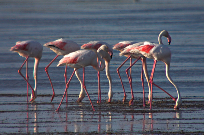 Flamencs (Phoenicopterus roseus)