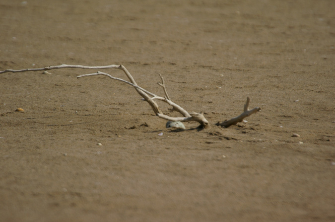 Xatrac comú(Sterna hirundo)) 2 de 4