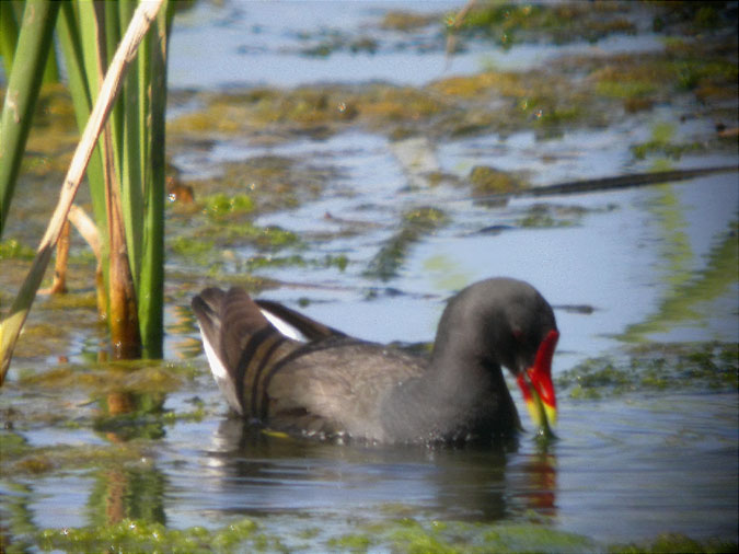 Polla d'aigua (Gallinula chloropus)