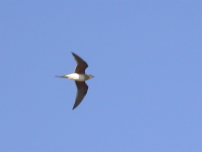 Perdiu de mar, canastera (Glareola pratincola)