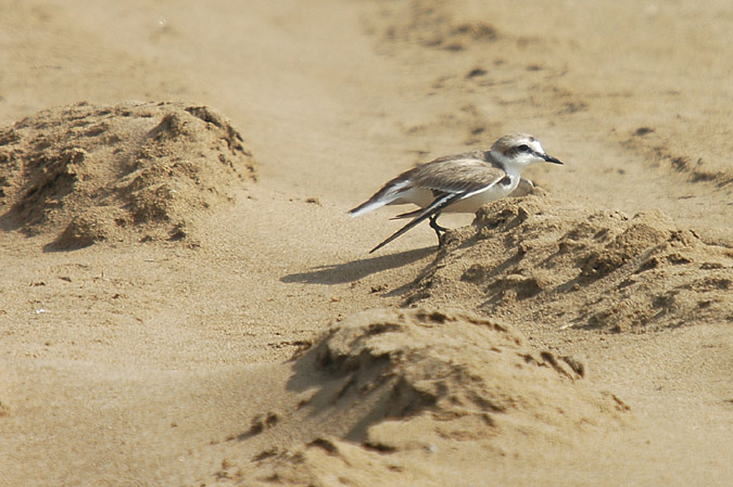 corriol camanegre (charadrius alexandrinus)