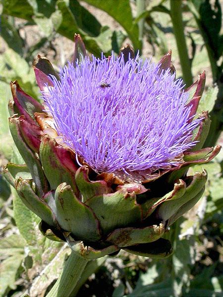 Escarxofera florida