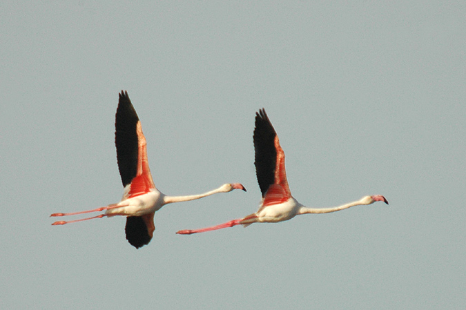 flamencs (phoenicopterus ruber)