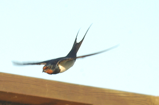 oreneta (hirundo rustica)