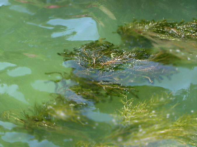 Potamogeton crispus