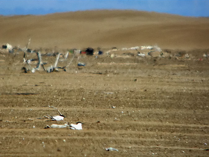 Curroc, pagaza piconegra (Sterna sandvicensis)