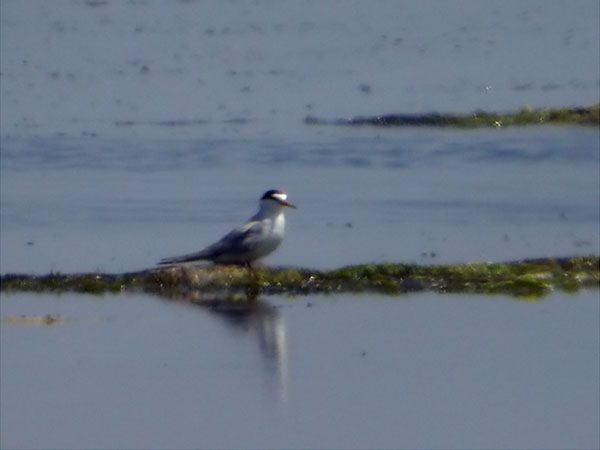 Xatrac menut, charrancito (Sterna albifrons)