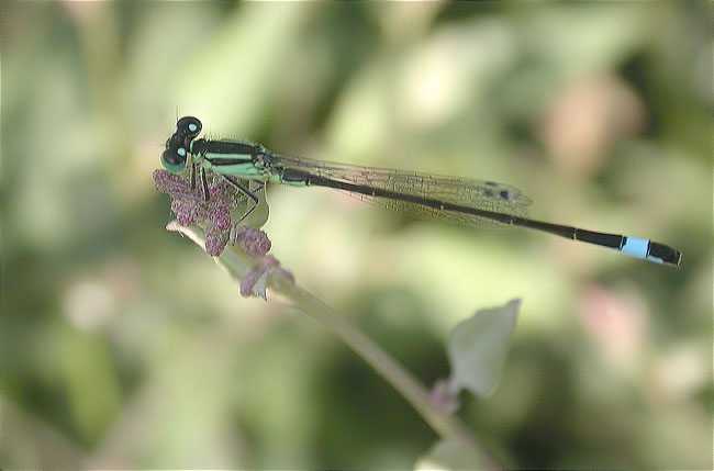 Espiadimonis (Ischnura sp.)