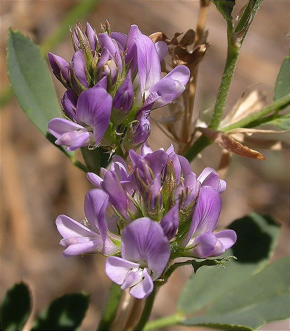 Alfals (Medicago sativa)