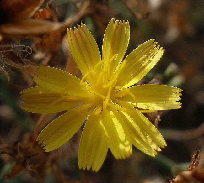 Aulaga (Launaea arborescens) 1/2