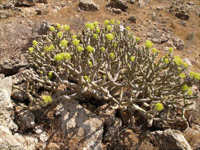 Verode (Kleinia neriifolia) 2/2