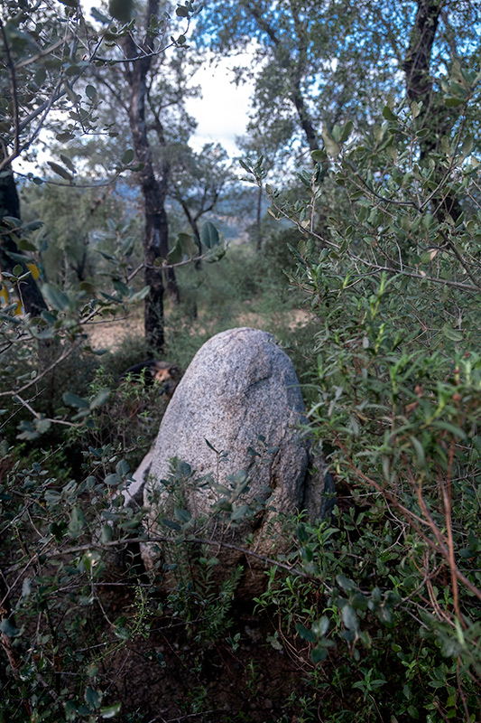 Menhir Vidal