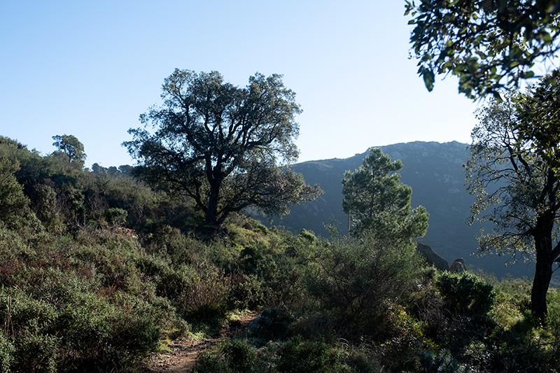 Dolmen: Vinyes Mortes II