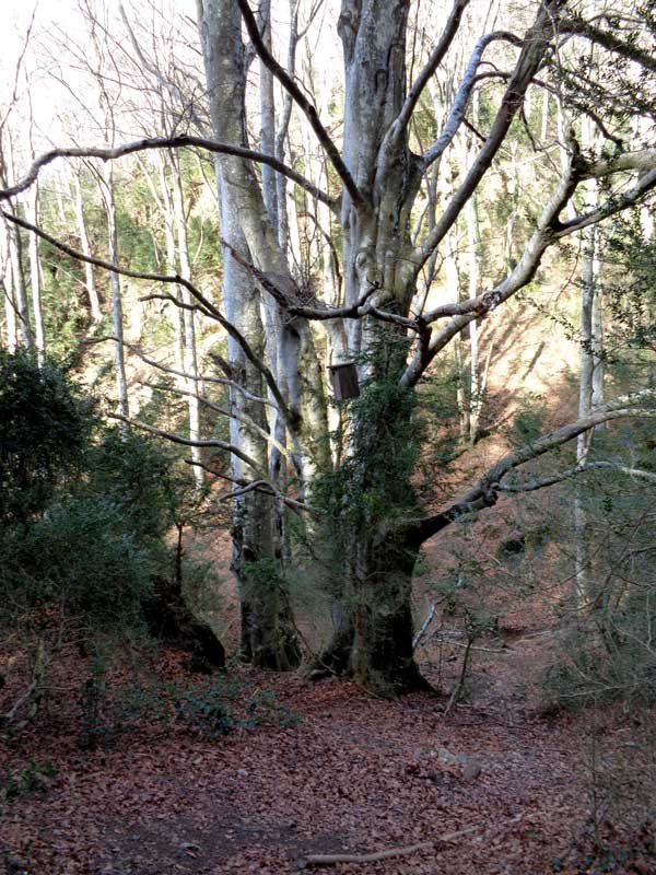 La Gravulosa.entra Osona i la Garrotxa