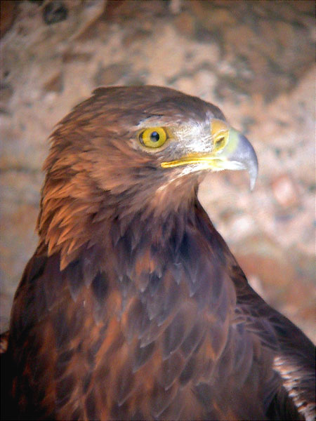 Àliga daurada, águila real, aigle royal (Aquila chrysaetos)