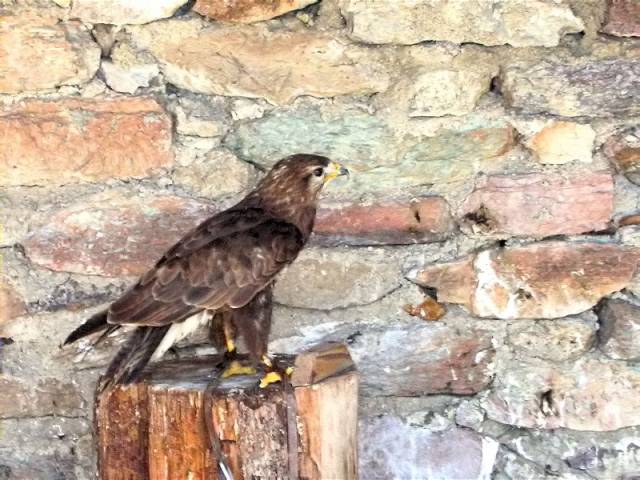 Aligot,busardo ratonero,buse variable (Buteo buteo)