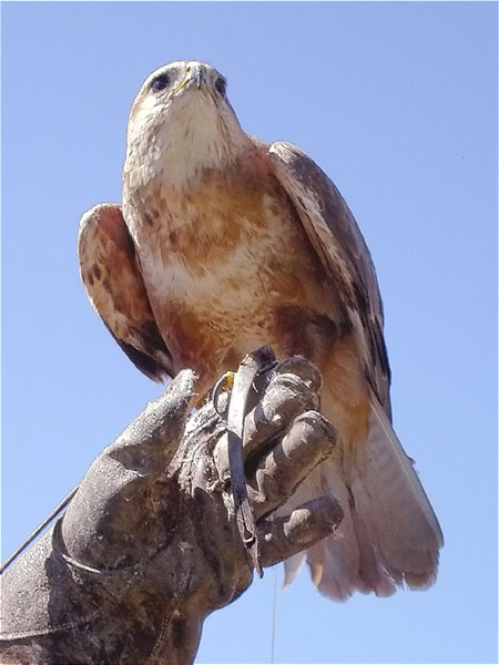 Aligot rogenc, ratonero moro, buse féroce (Buteo rufinus)