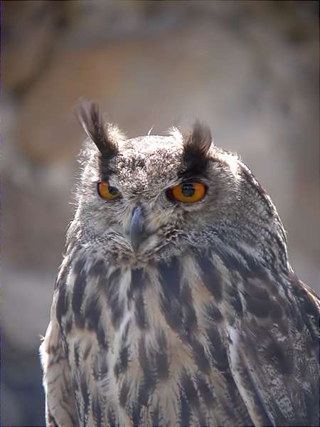 Grand duc, búho real, hibou grand-duc, eagle owl (Bubo bubo)