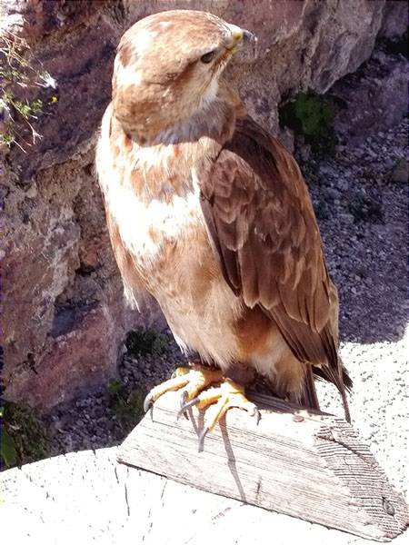 Aligot rogenc, ratonero moro, buse féroce (Buteo rufinus)