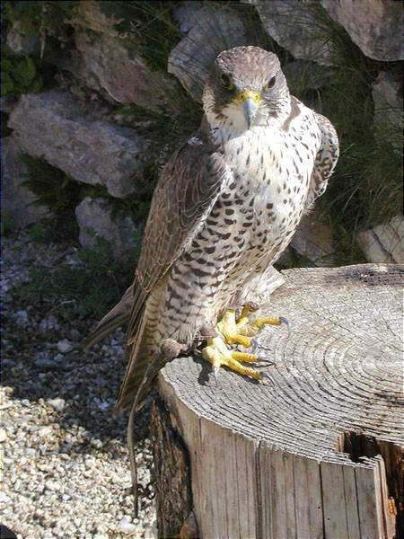 Falcó pelegri, halcón comun, faucon pèlerin ( Falco peregrinus)