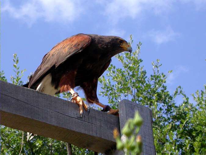 Harrys, buse americaine (Parabuteo unicinctus)