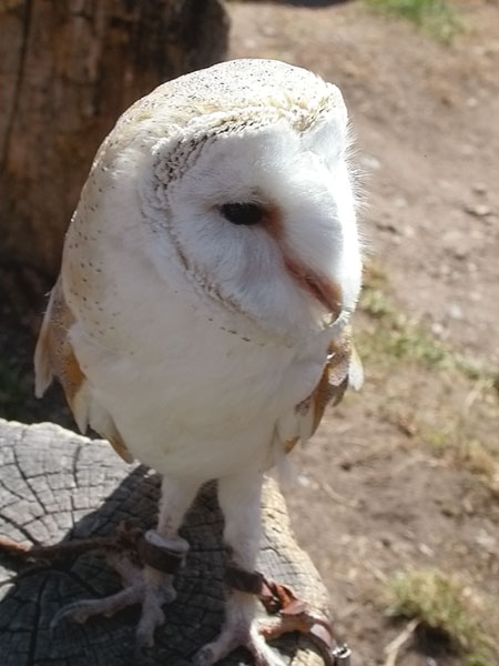 òliba, lechuza campestre, chouette effraye (Tyto alba)