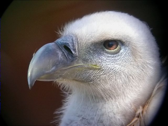 Voltor comú, buitre leonado, vautour fauve (Gyps fulvus)