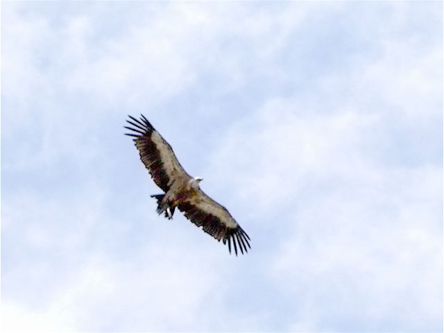 Voltor comú, buitre leonado, vautour fauve (Gypsfulvus)