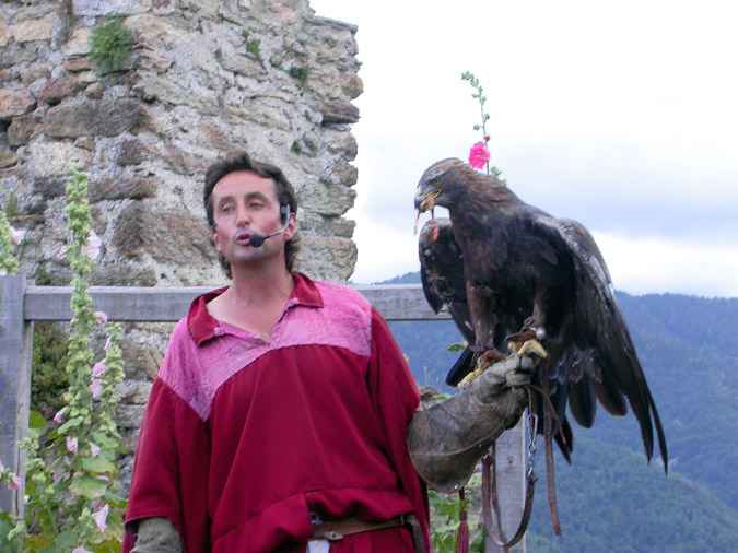 Àliga daurada, águila real, aigle royal (Aquila chysaetos)