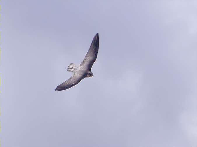 Falcó pelegrí, halcón común, faucon pèlerin, peregrine (Falco peregrinus)