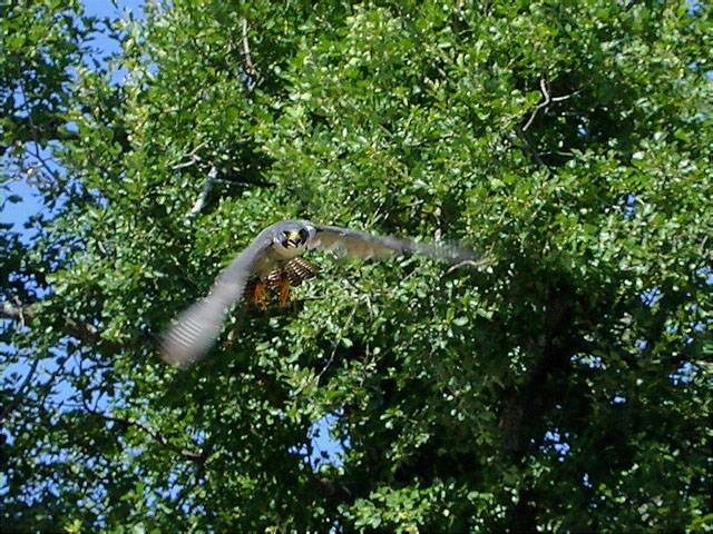 Falco cherrug x Falco peregrinus