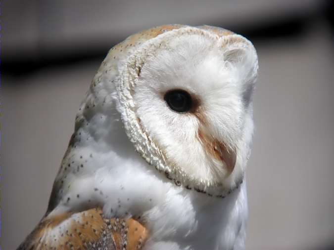 óliba,lechuza común, chouette effraye, barn owl (Tyto alba)