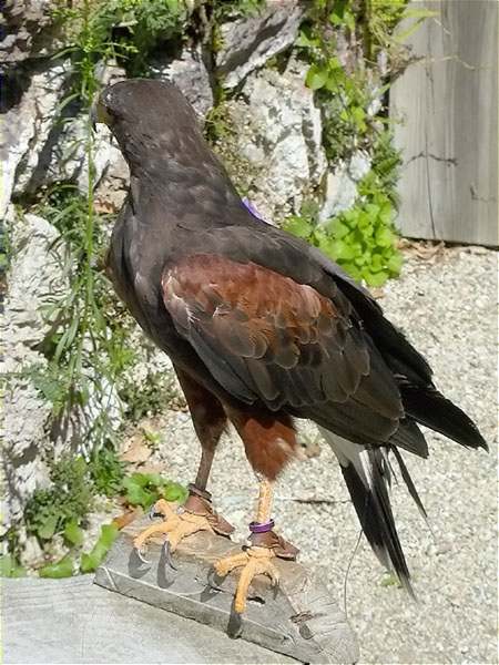 Harrys, buse américaine (Parabuteo unicintus)