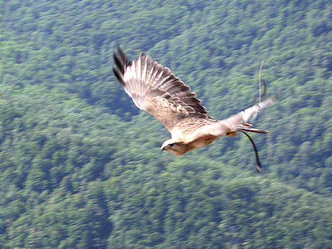 Aligot gros, ratonero moro, buse féroce, long-legged buzzard ( Buteo rufinus)