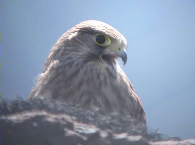 Xoriguer, cernícalo, faucon crécerelle, Kestrel (Falco tinnunculus)