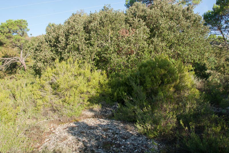 Dolmen del Gavatx 1 de 3