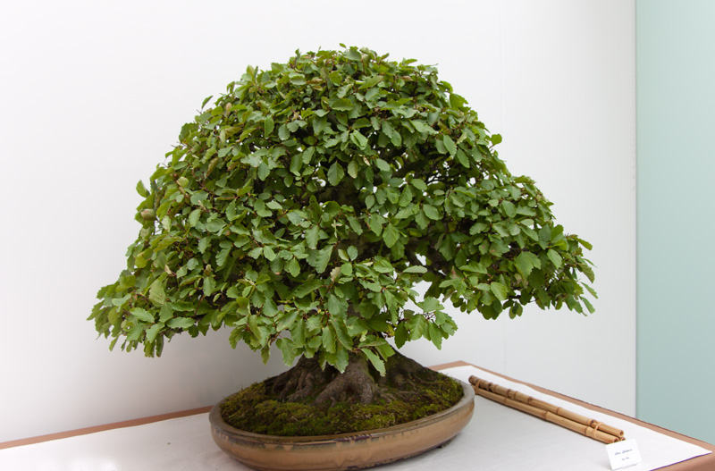 Alnus glutinosa