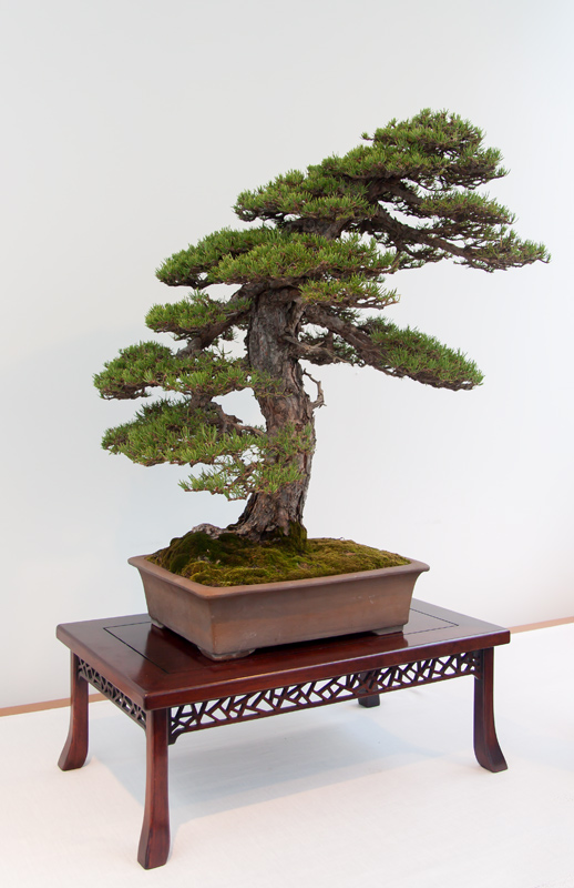 Pinus Silvestris