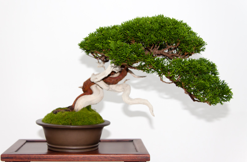 Juniperus chinensis