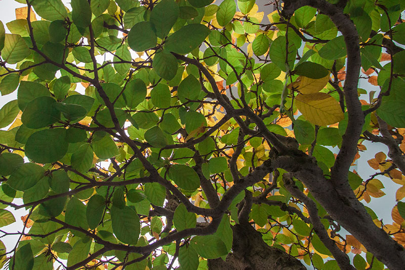 Fagus sylvatica