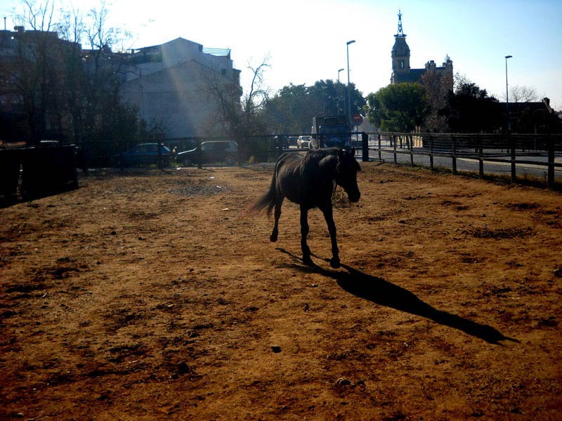 Cavall,amb una parcela.